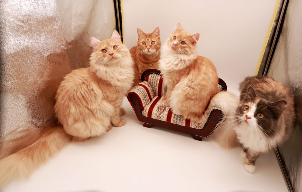 Unsere Katzenmodels (v.l.n.r): Andor, Maxi, Paula und Phine